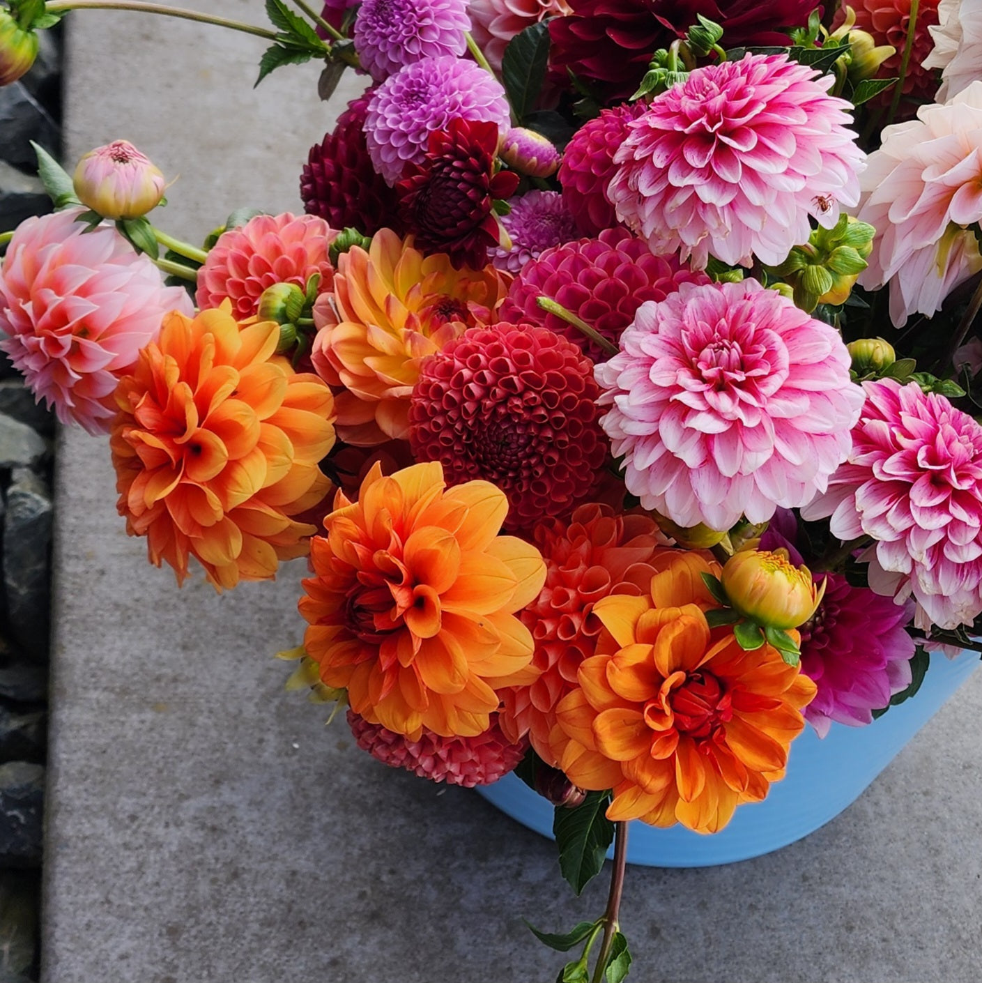 Dahlia Seeds (x30) | Mixed Decorative