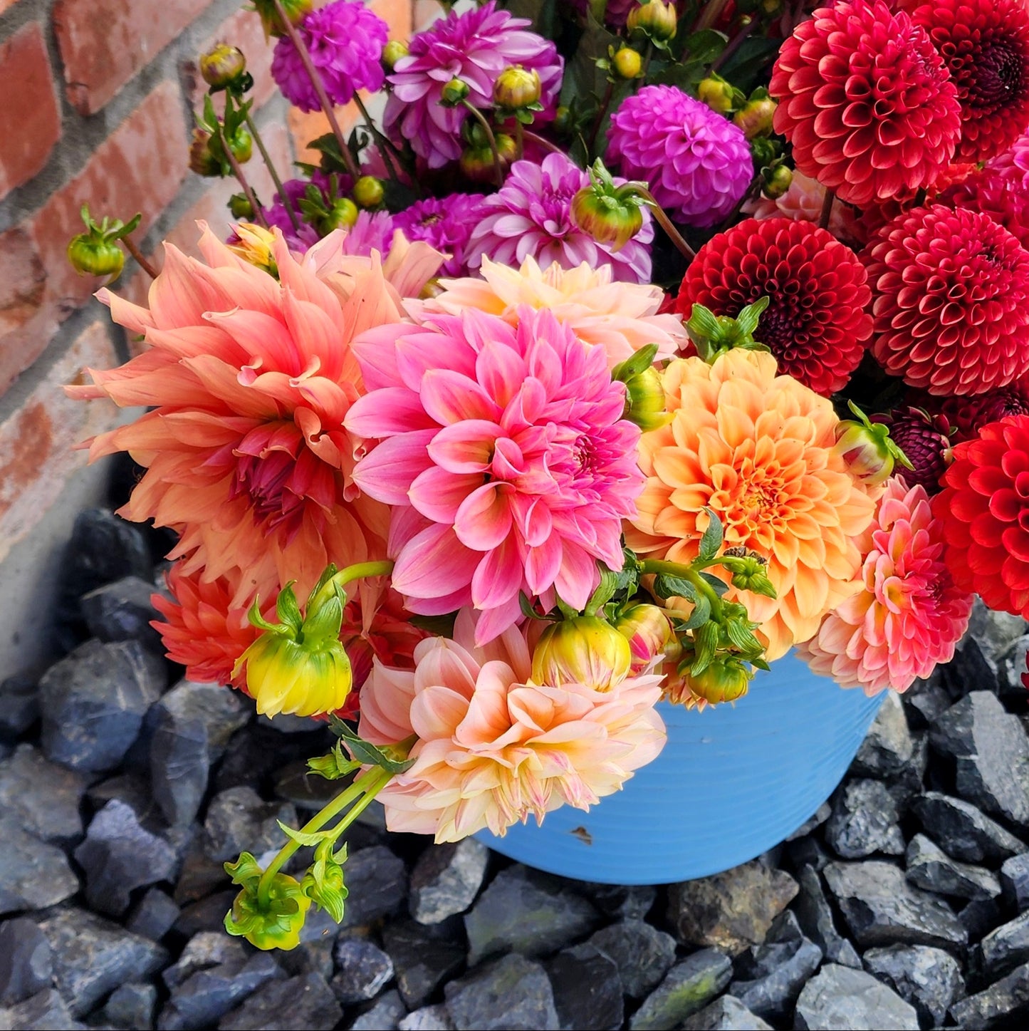 Dahlia Seeds (x30) | Mixed Decorative