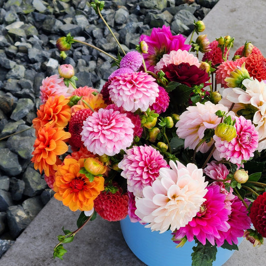 Dahlia Seeds (x30) | Mixed Decorative
