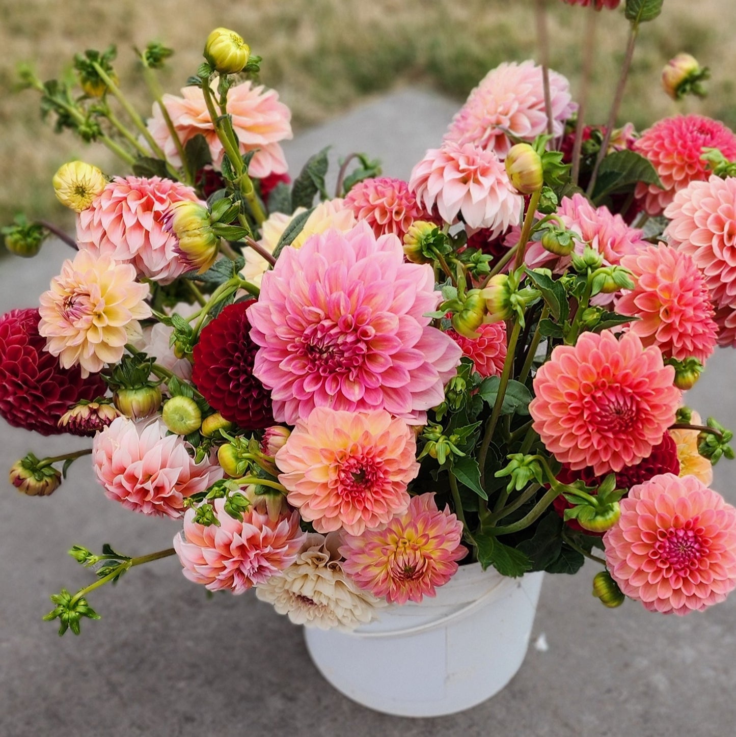 Dahlia Seeds (x30) | Mixed Decorative