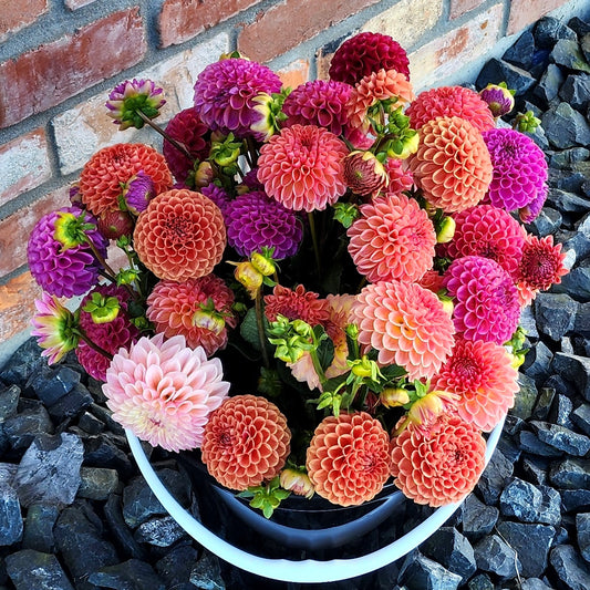 Dahlia Seeds (x30) | Mixed Ball