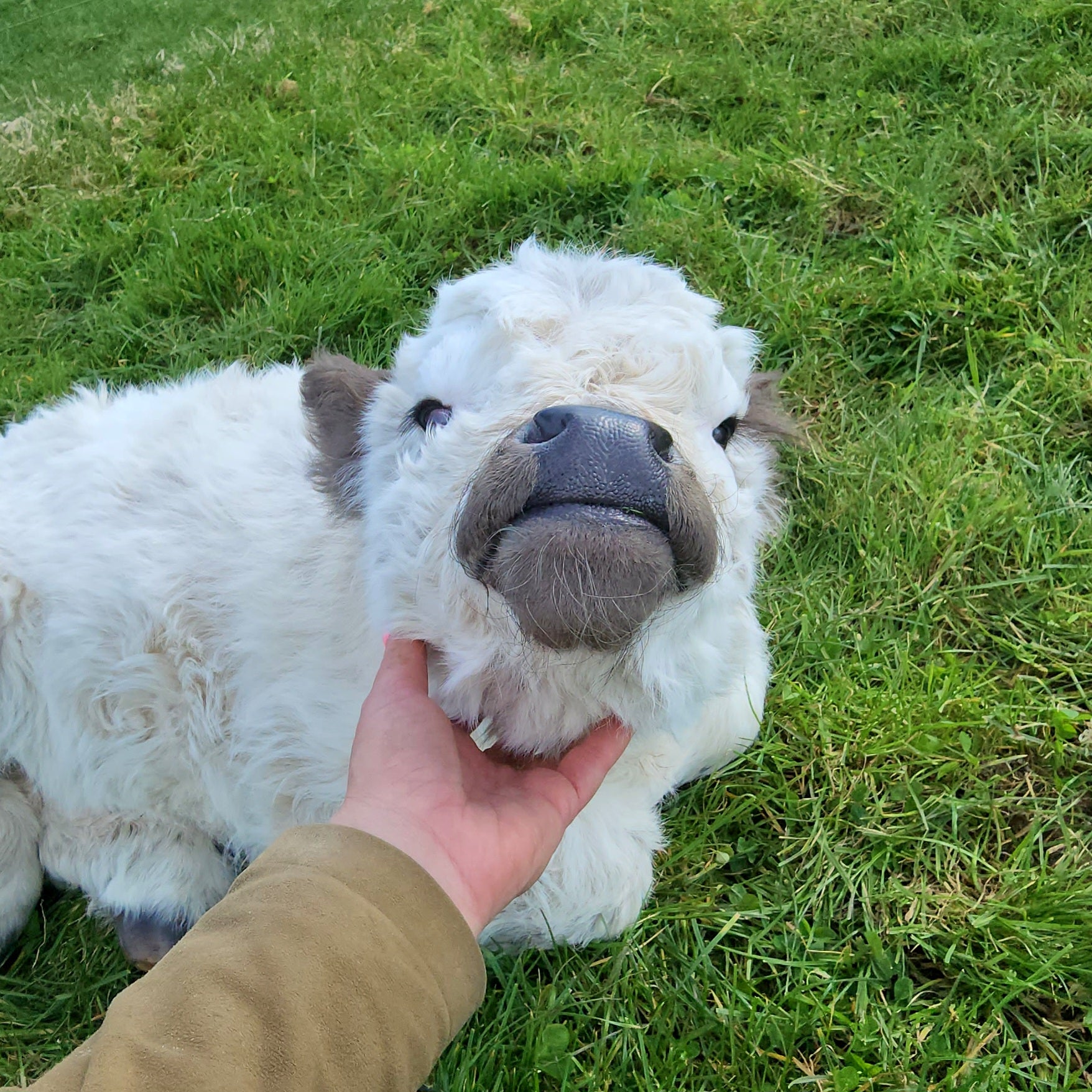 Miniature Galloway cross Highland dun tipped calf at Marlowe Park Miniature Cattle