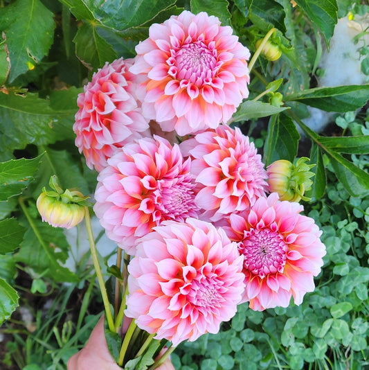 Peaches n Cream Dahlia Tuber