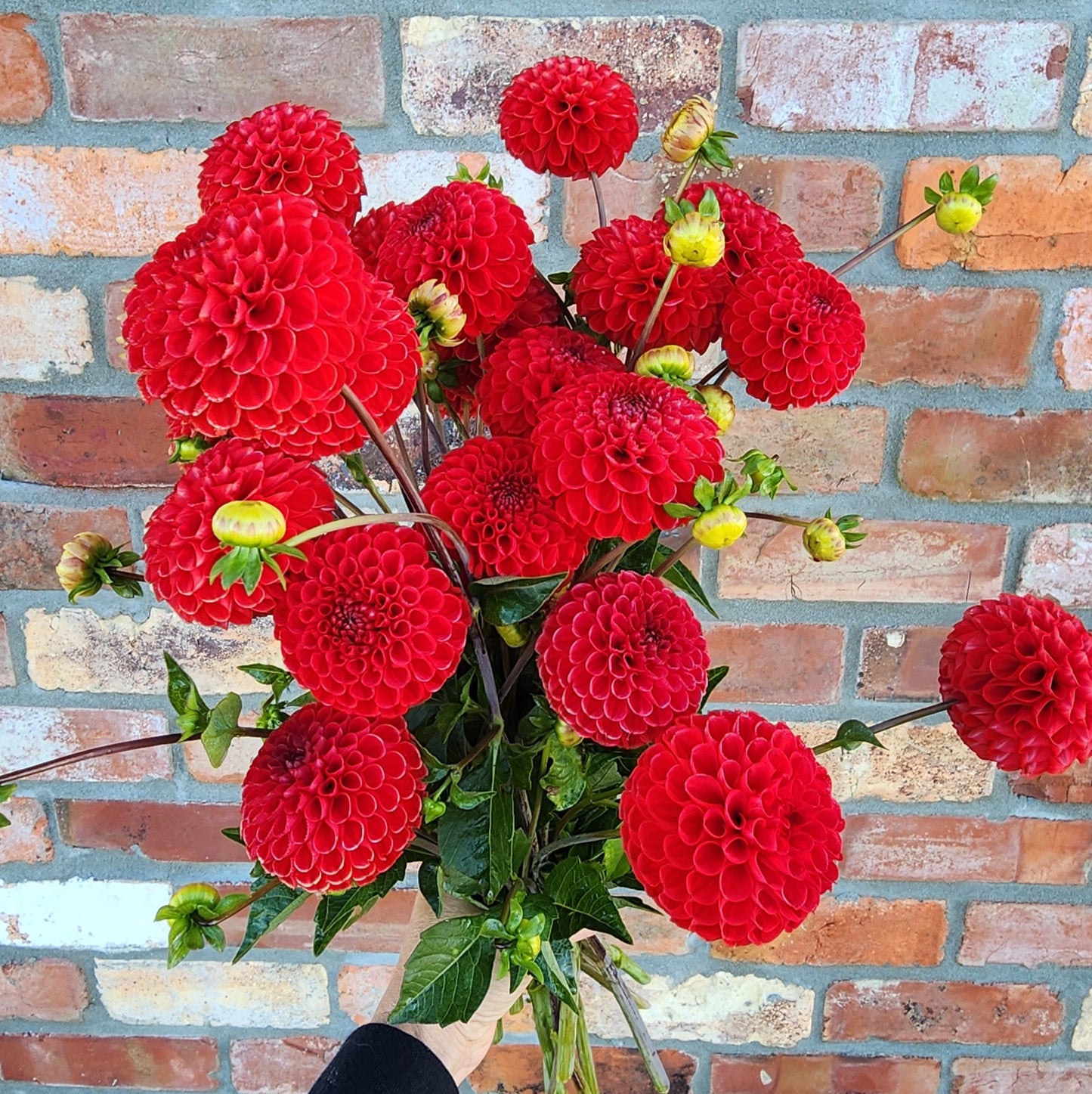 Viking Dahlia Tuber