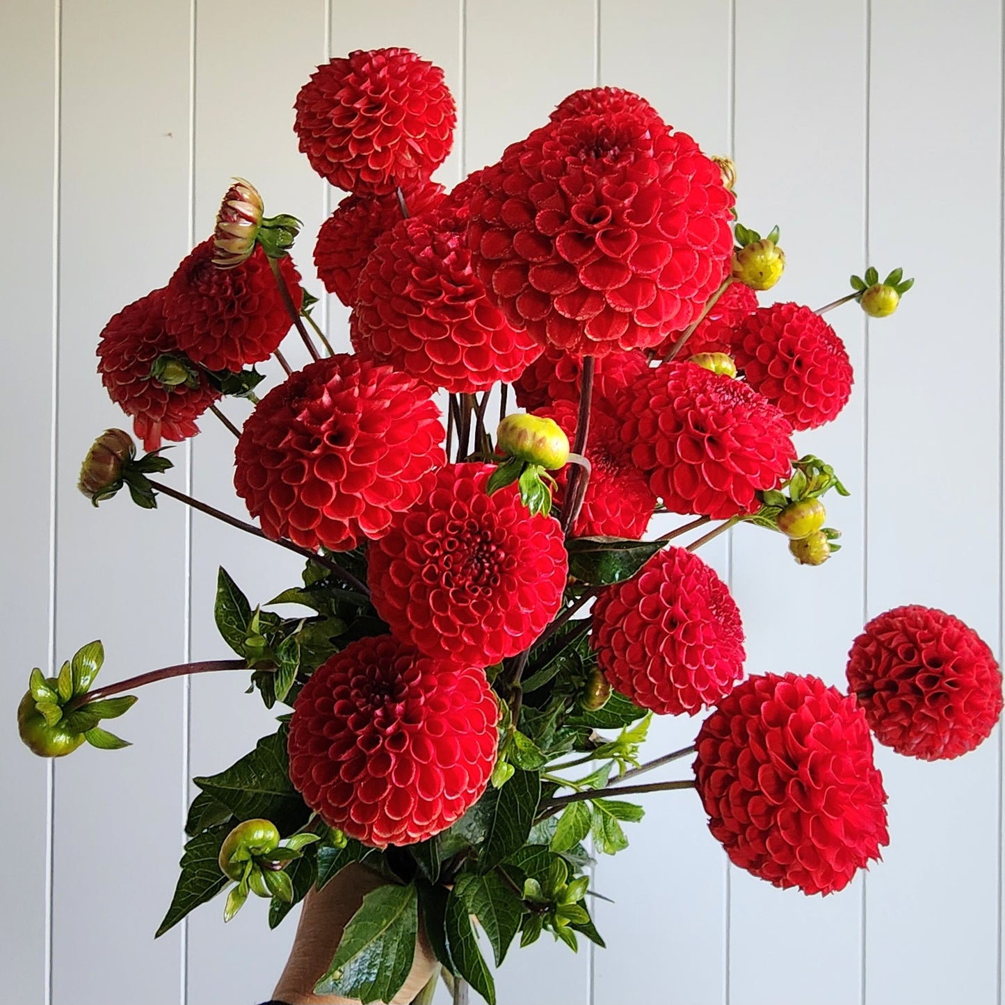 Viking Dahlia Tuber