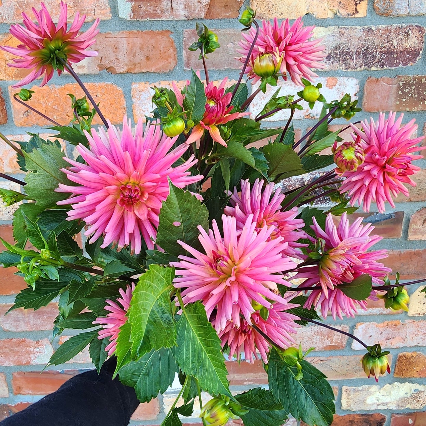 Peachy Pink Semi Cactus Dahlia Tuber