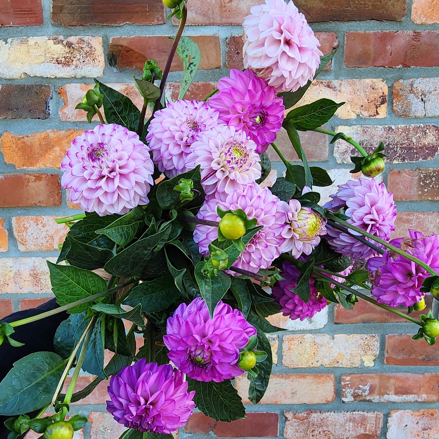 Genova Dahlia Tuber