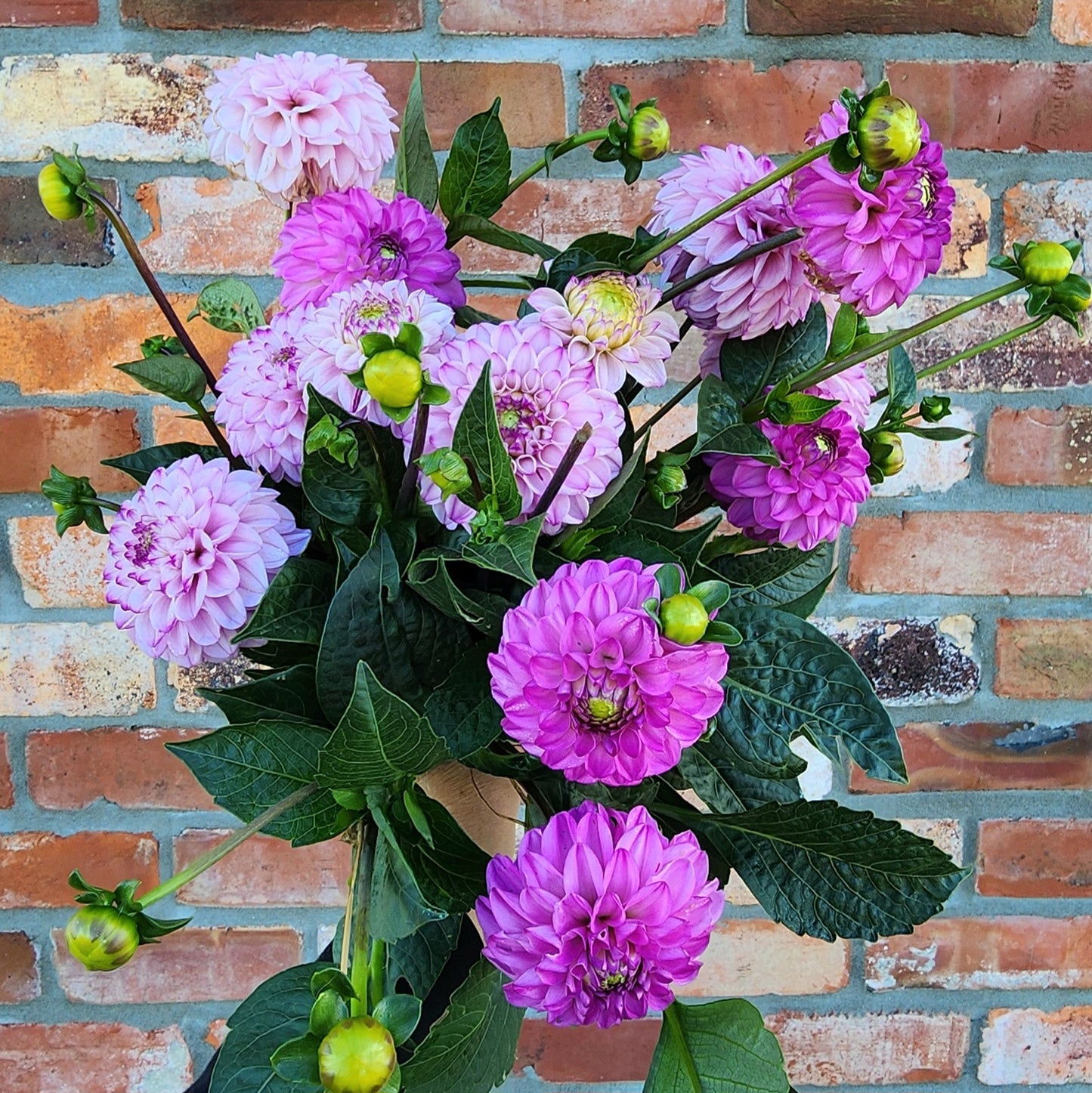 Genova Dahlia Tuber