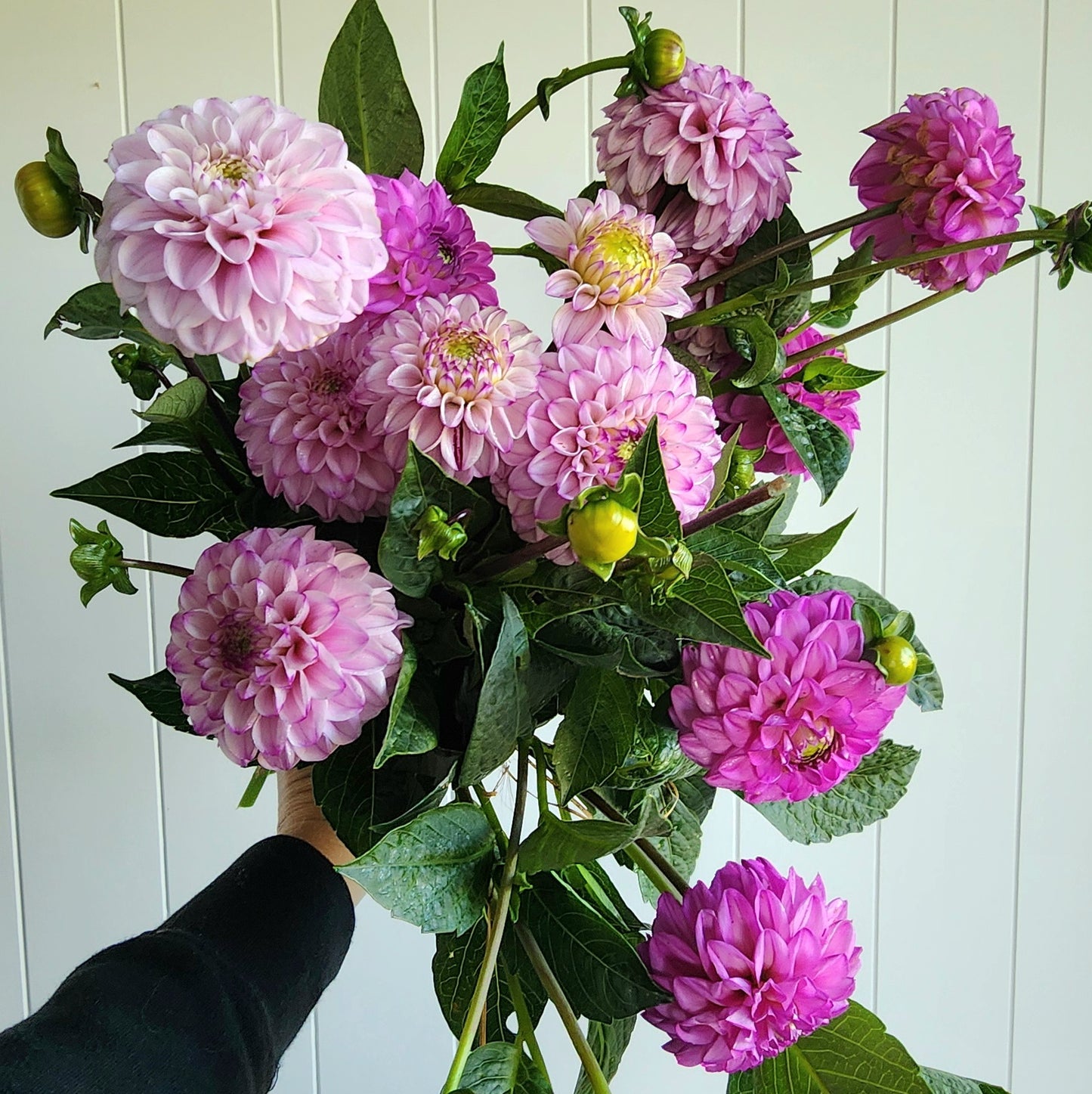 Genova Dahlia Tuber