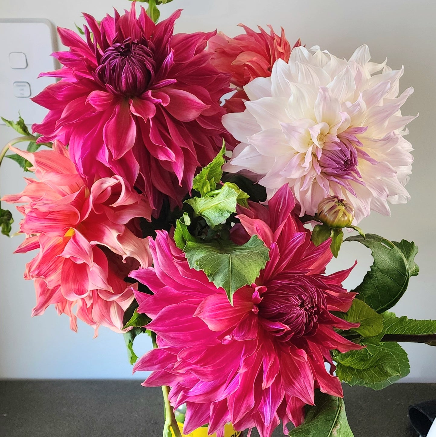 Penhill Dark Monarch Dahlia Tuber