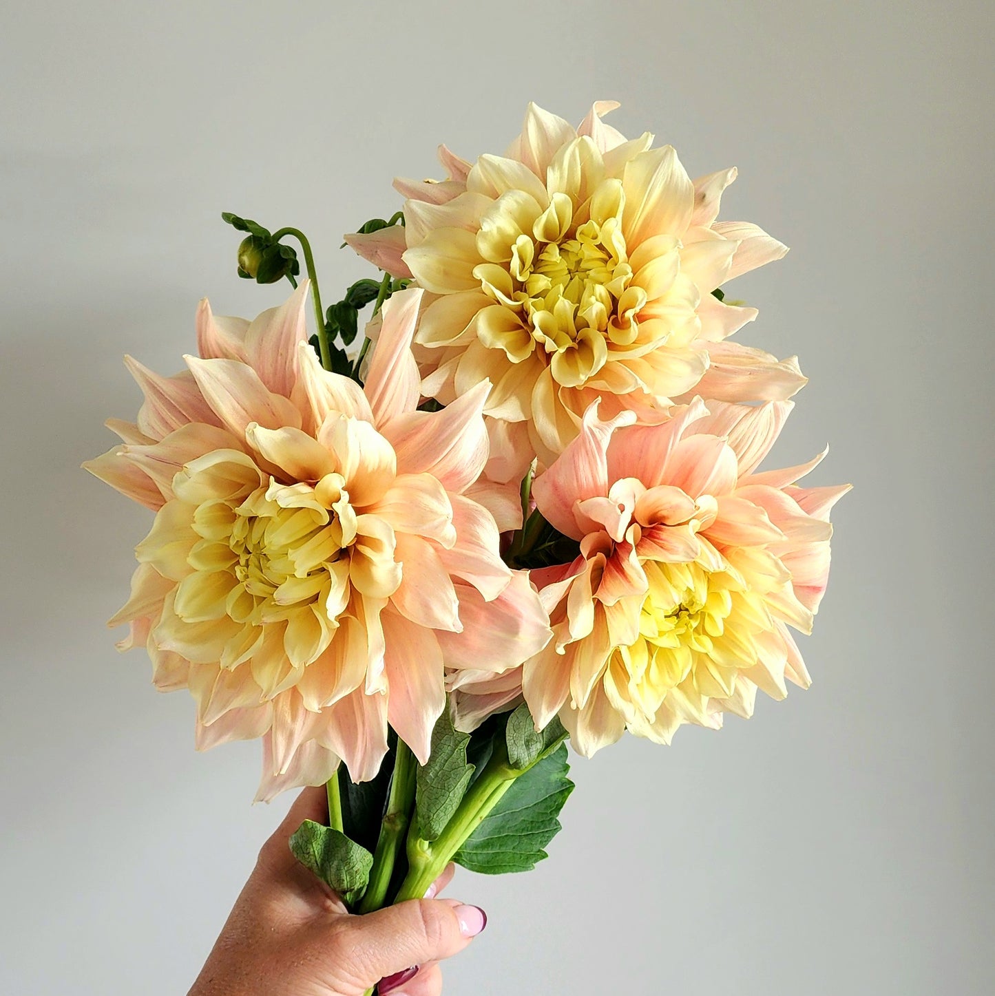 Breakout Dahlia Tuber