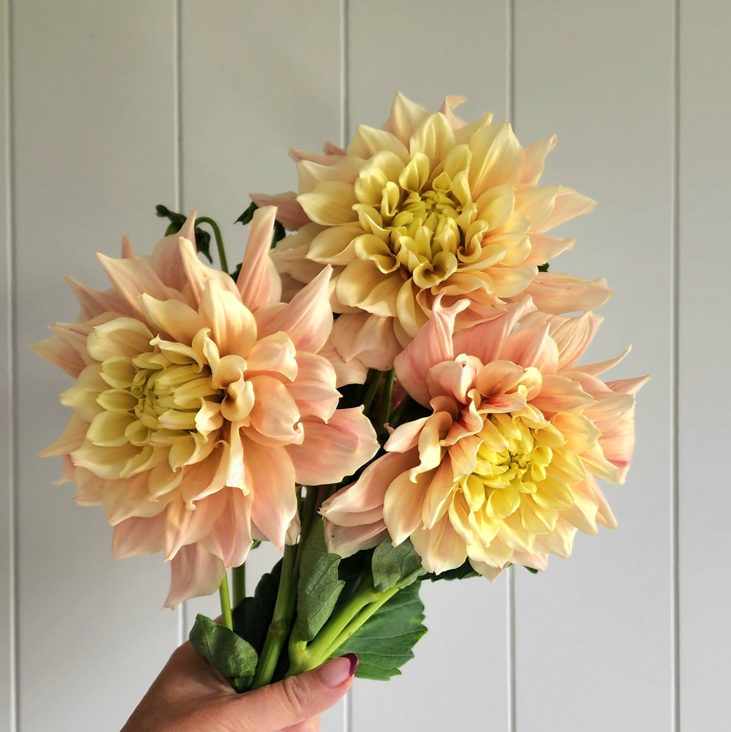 Breakout Dahlia Tuber