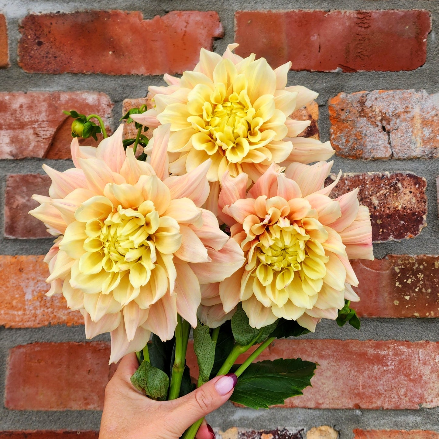 Breakout Dahlia Tuber