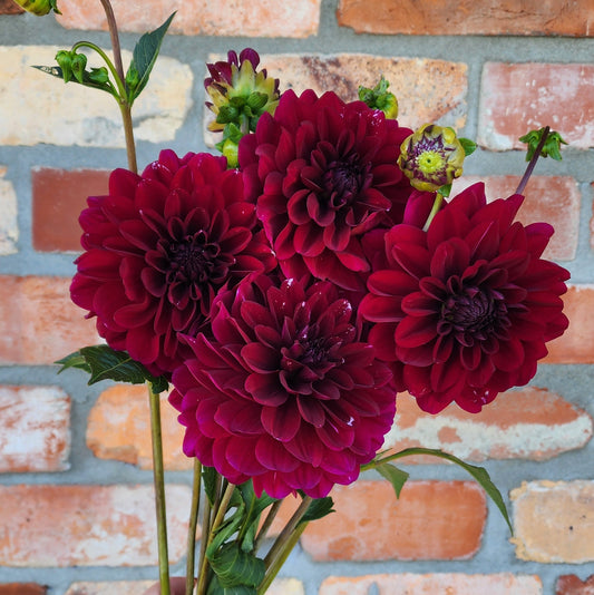 Karma Naomi Dahlia Tuber