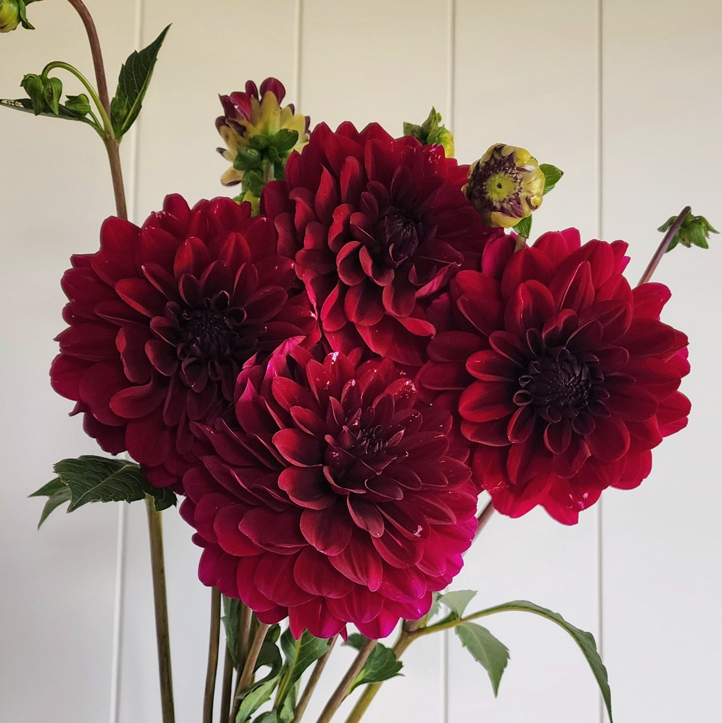 Karma Naomi Dahlia Tuber