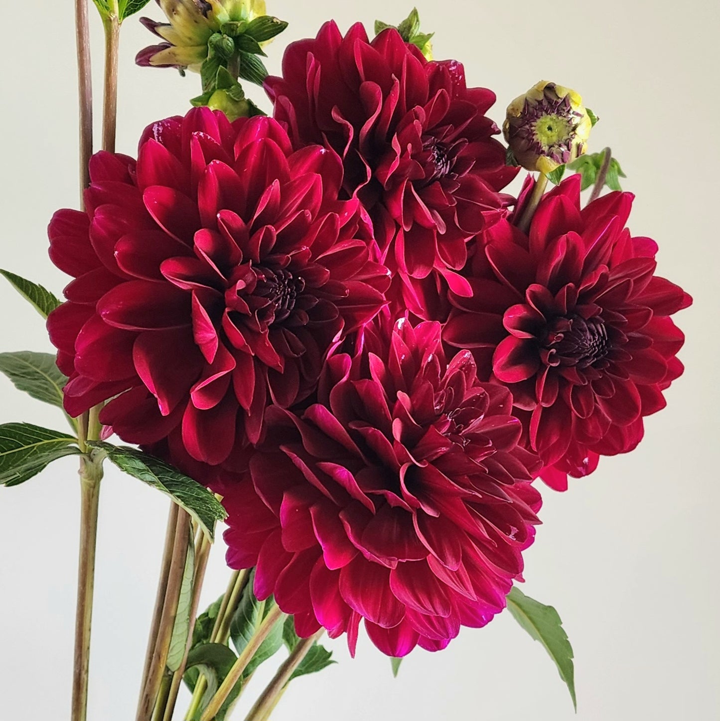 Karma Naomi Dahlia Tuber