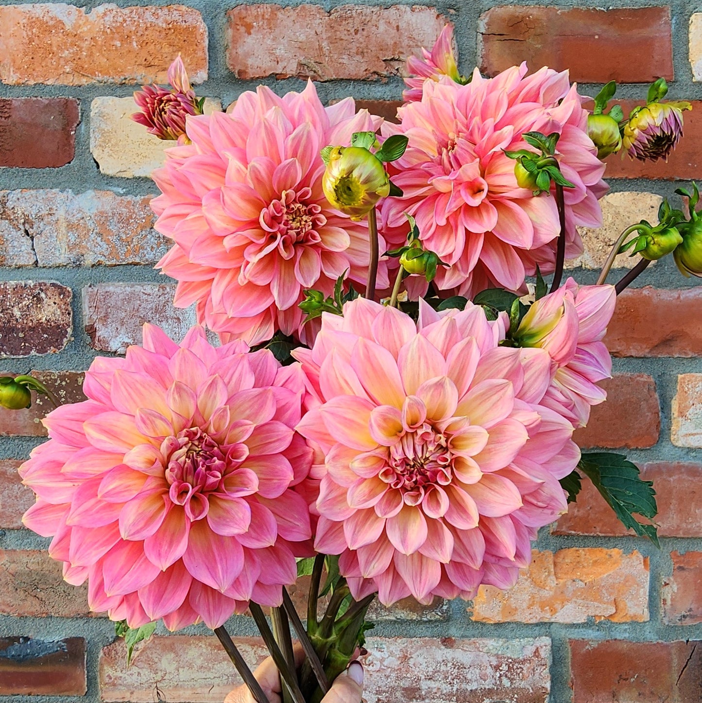Cameo Peach Dahlia Tuber
