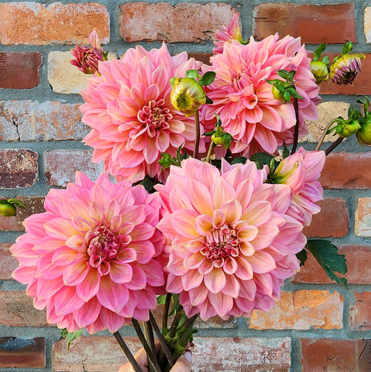 Cameo Peach Dahlia Tuber
