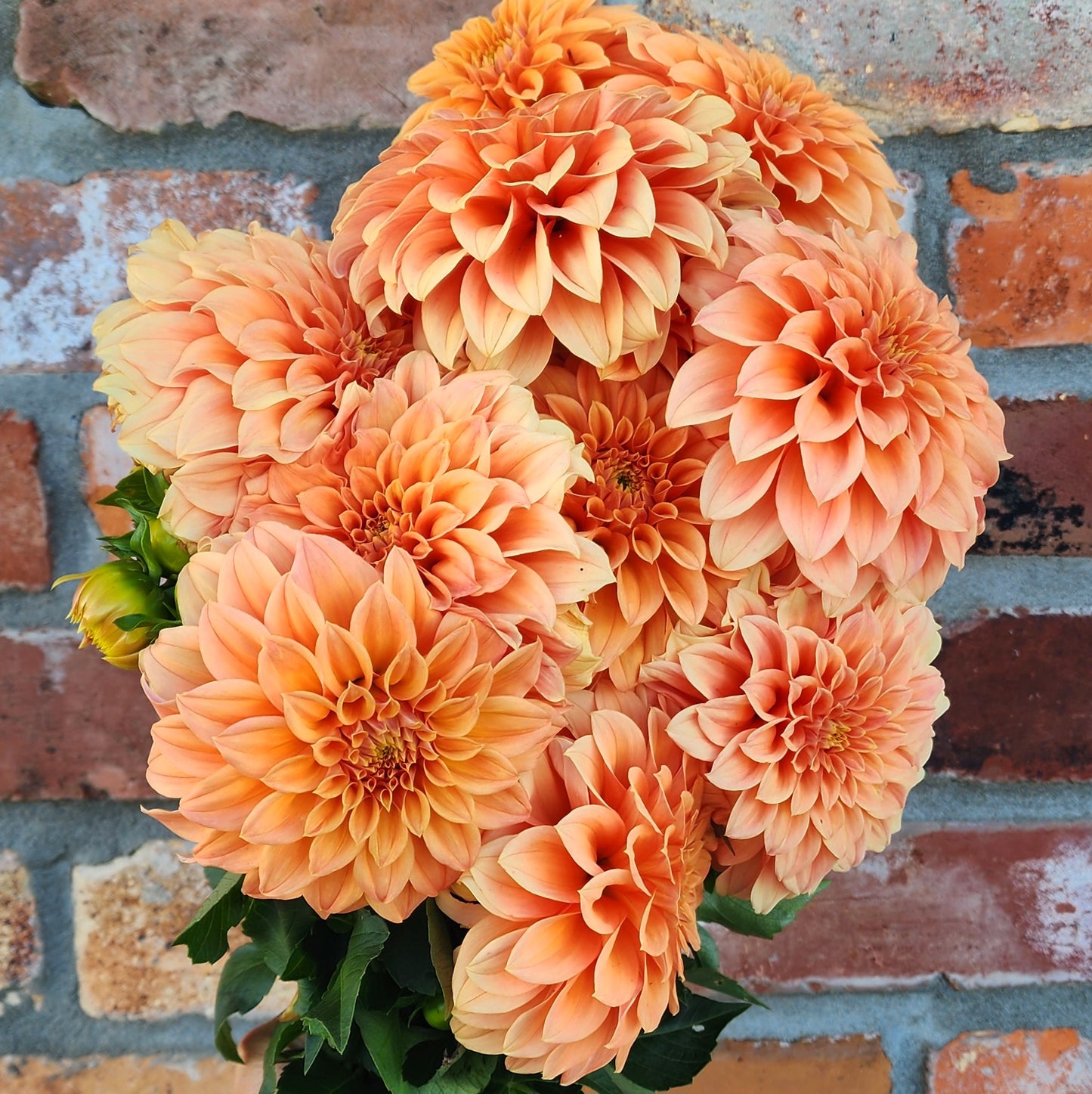 Bracken Palamino Dahlia Tuber