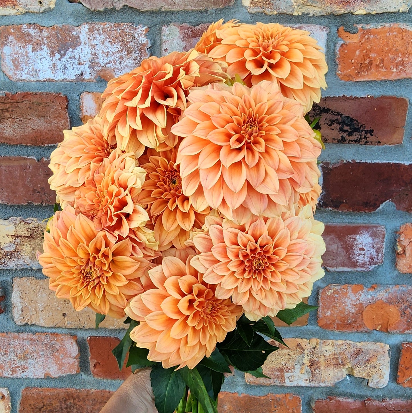 Bracken Palamino Dahlia Tuber