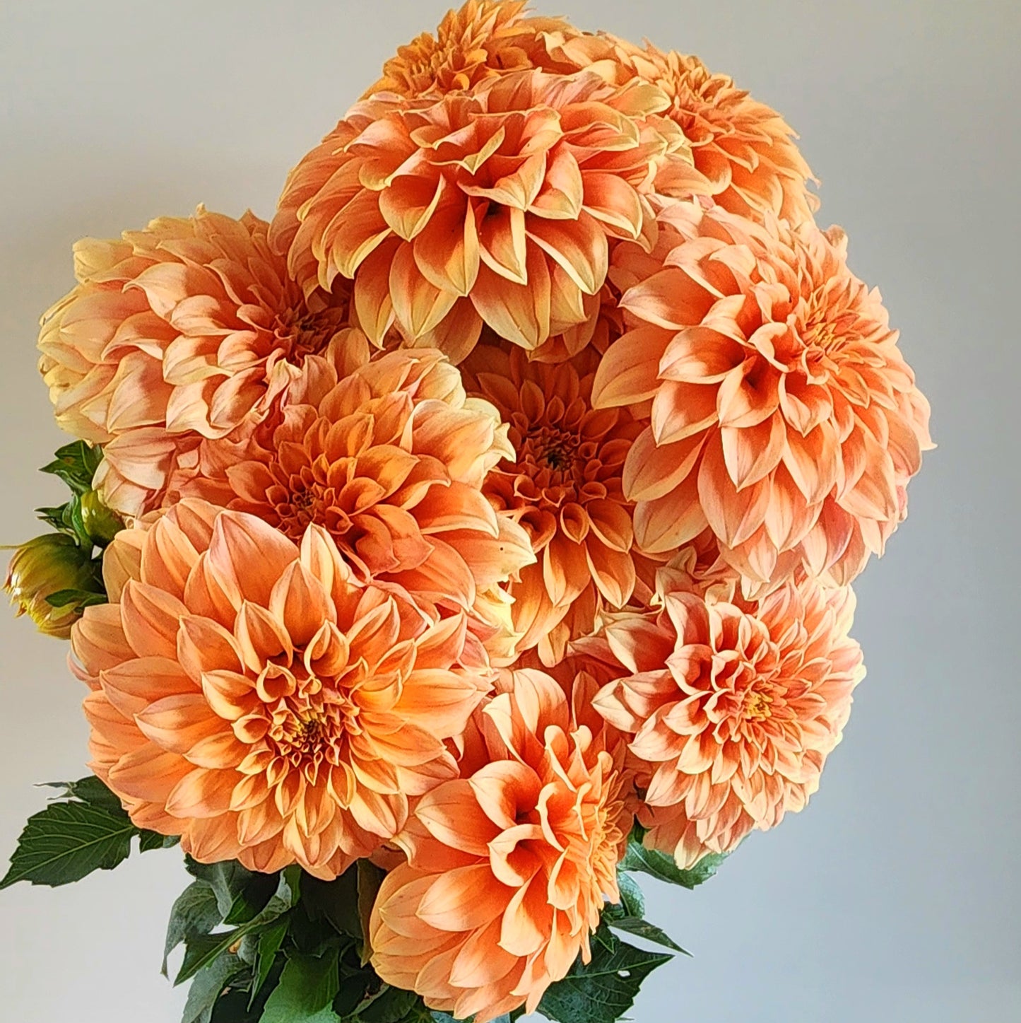 Bracken Palamino Dahlia Tuber