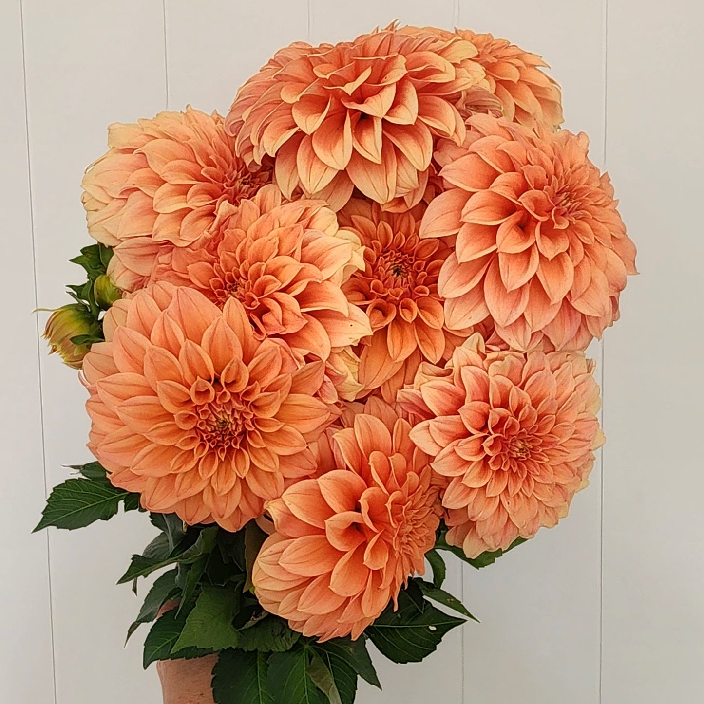 Bracken Palamino Dahlia Tuber