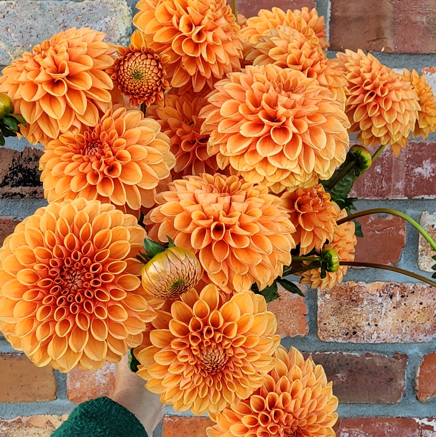 Sylvia (Maarn) Dahlia Tuber