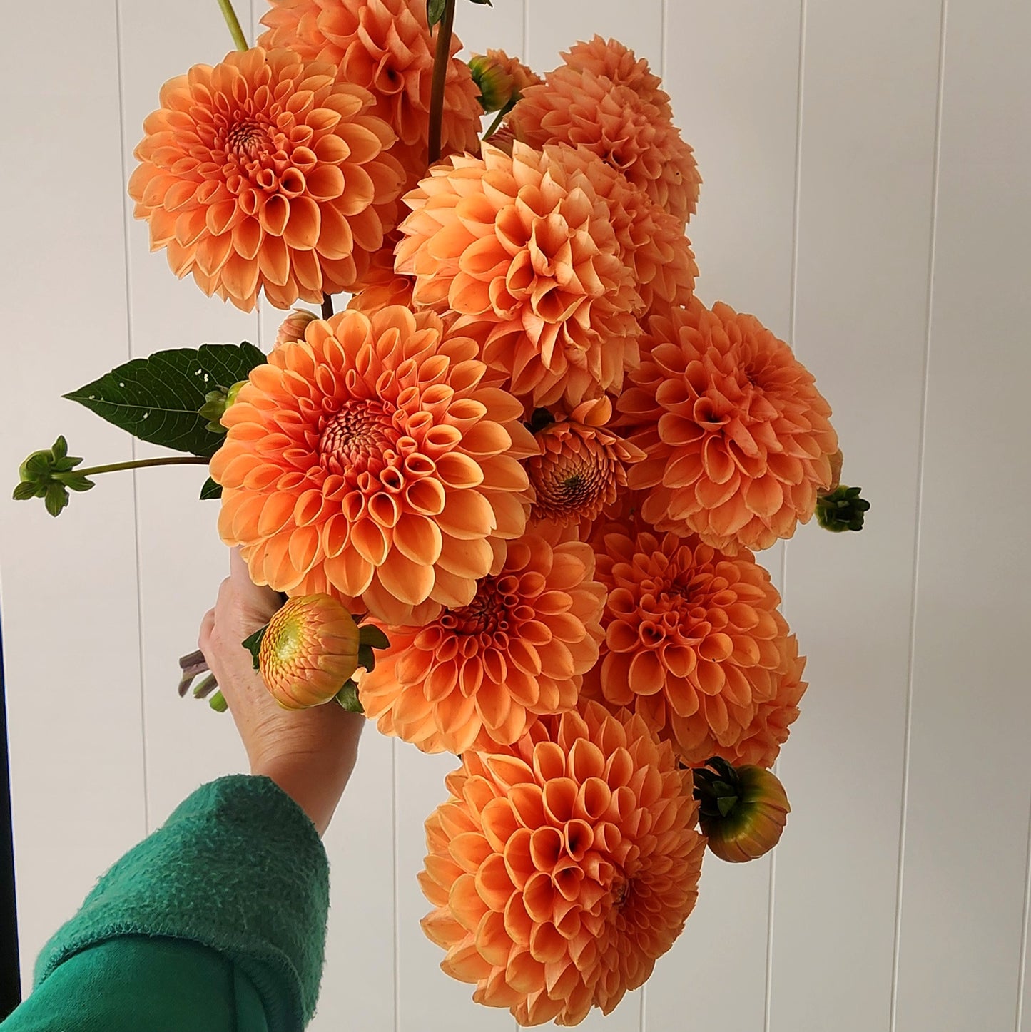 Sylvia (Maarn) Dahlia Tuber