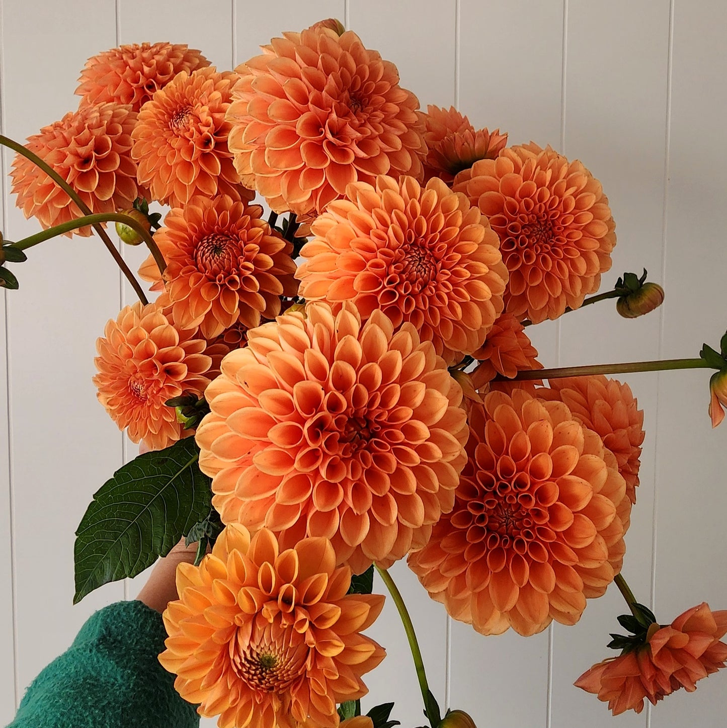 Sylvia (Maarn) Dahlia Tuber