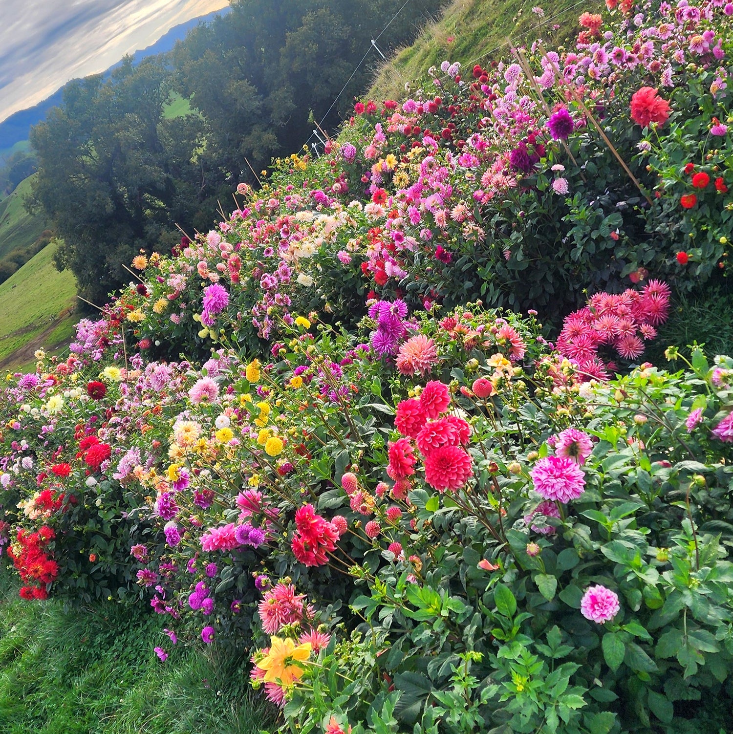 Growing Dahlias in New Zealand