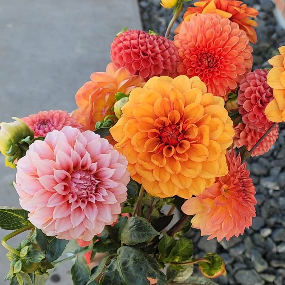 Dahlia Seeds (x30) | Mixed Decorative