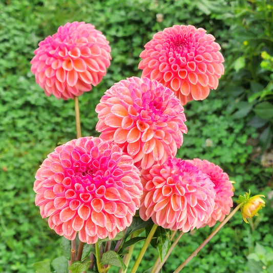 Snoho Jojo Dahlia Tuber