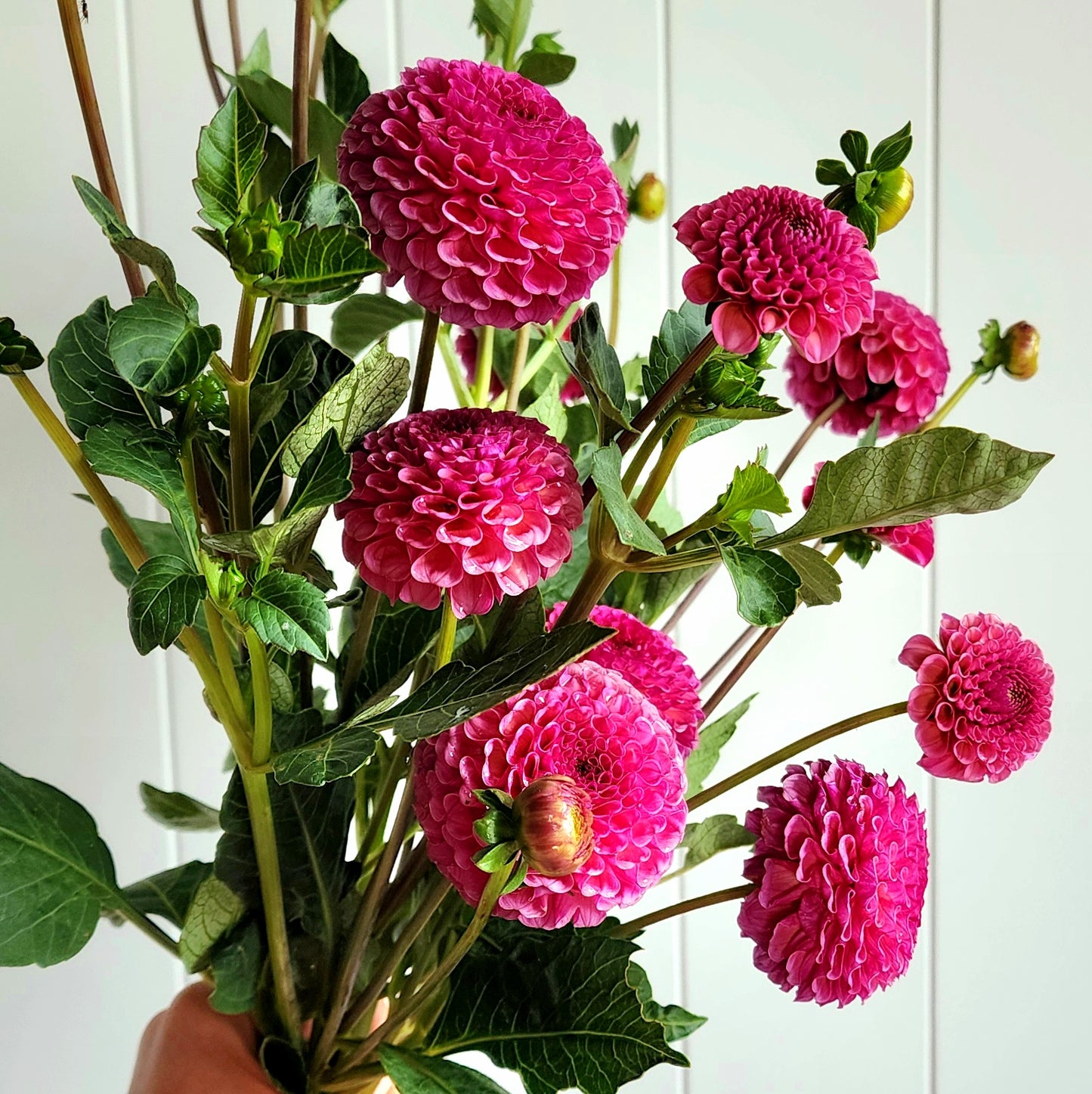 Kokopuff Dahlia Tuber