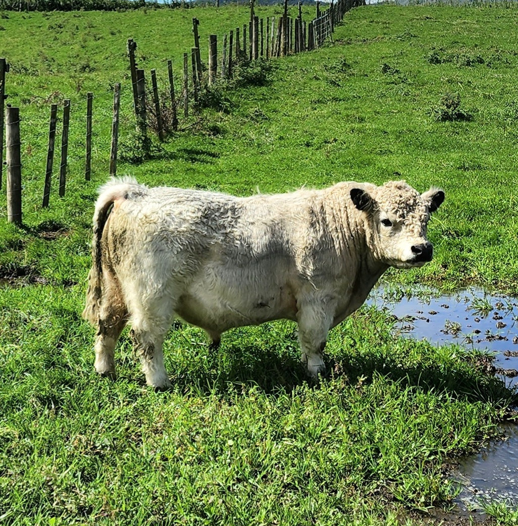 Miniature Highland Straws Marlowe Park