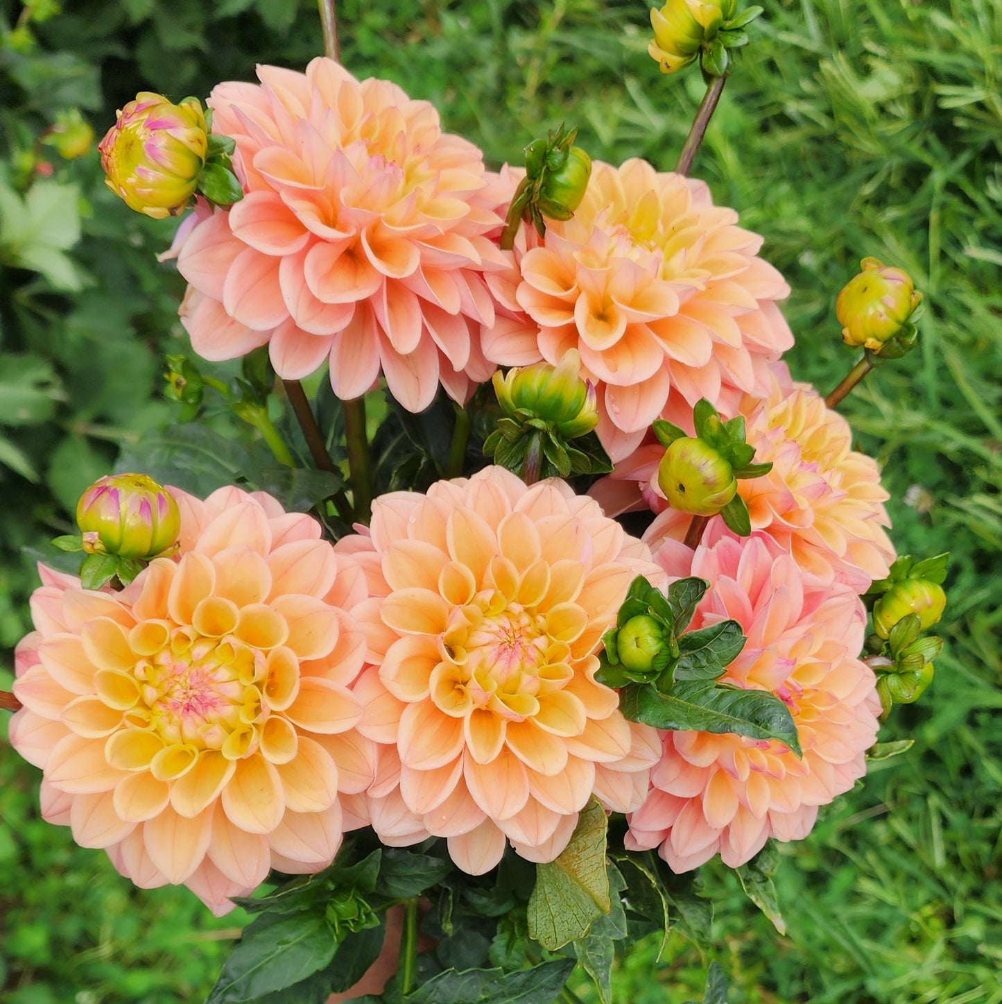 Princess Elizabeth Dahlia Tuber