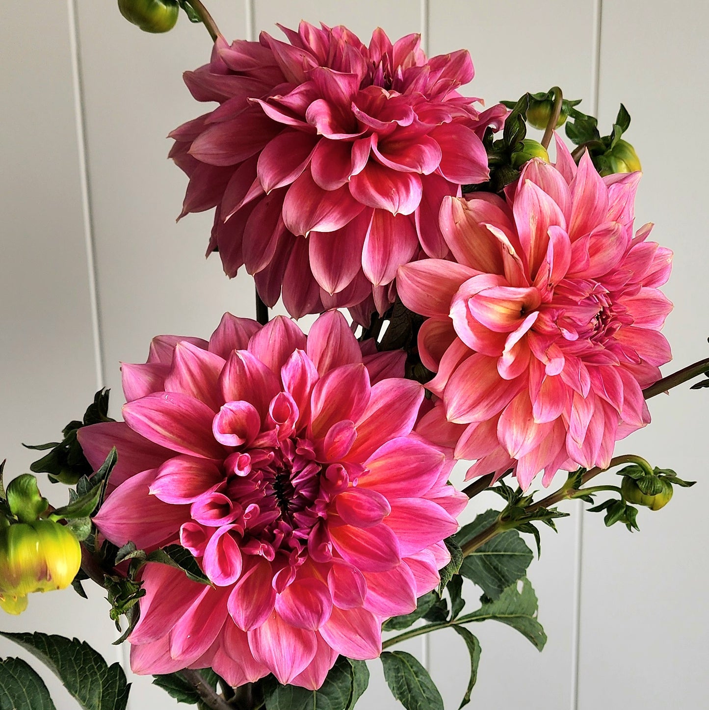 Cameo Peach Dahlia Tuber