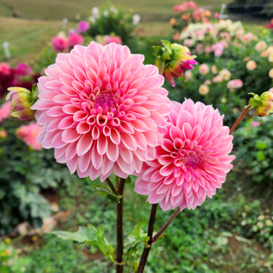 Coralie Dahlia Tuber