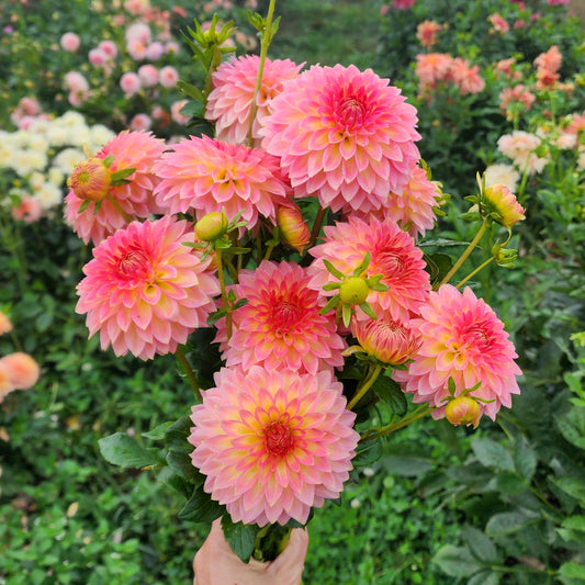 Joal Georgia Dahlia Tuber