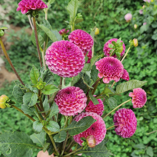 Kokopuff Dahlia Tuber