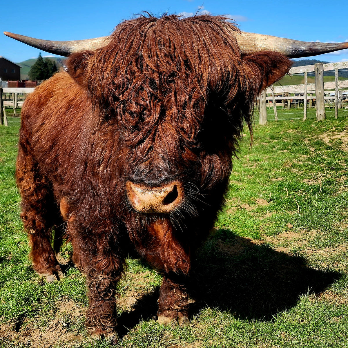 Miniature Highland & Miniature Galloway Bulls from Marlowe Park