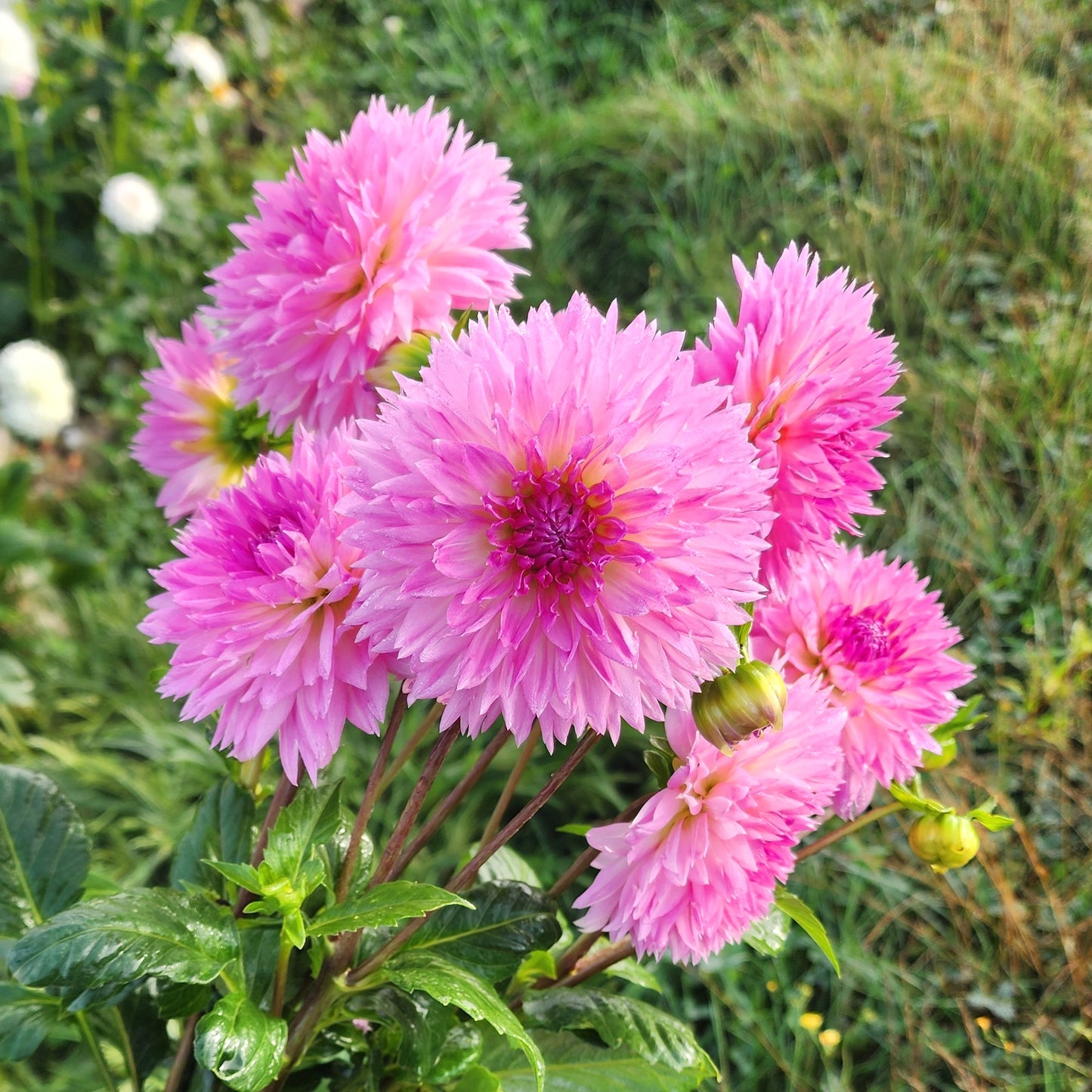 Fubuki Kogane Dahlia Tuber