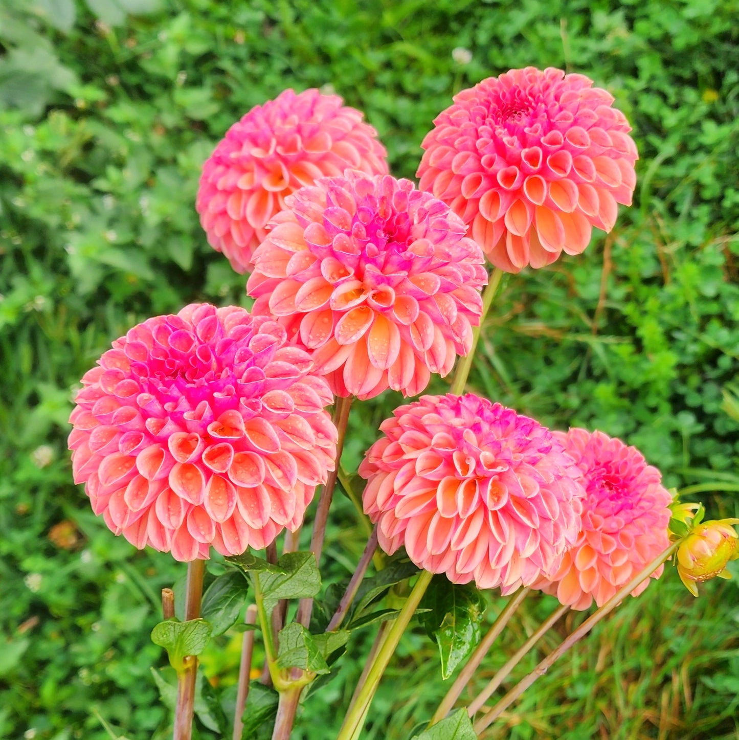 Snoho Jojo Dahlia Tuber