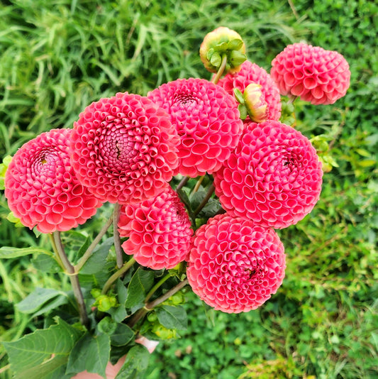 Coral/Bronze Dahlia Tuber