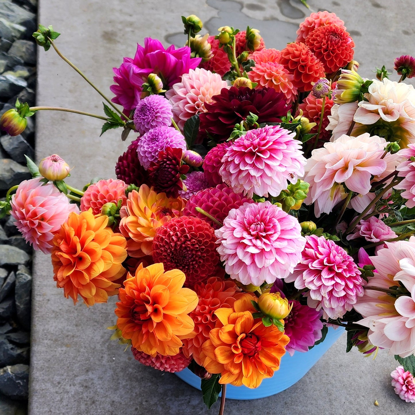 Lucky Dip Dahlia Tuber