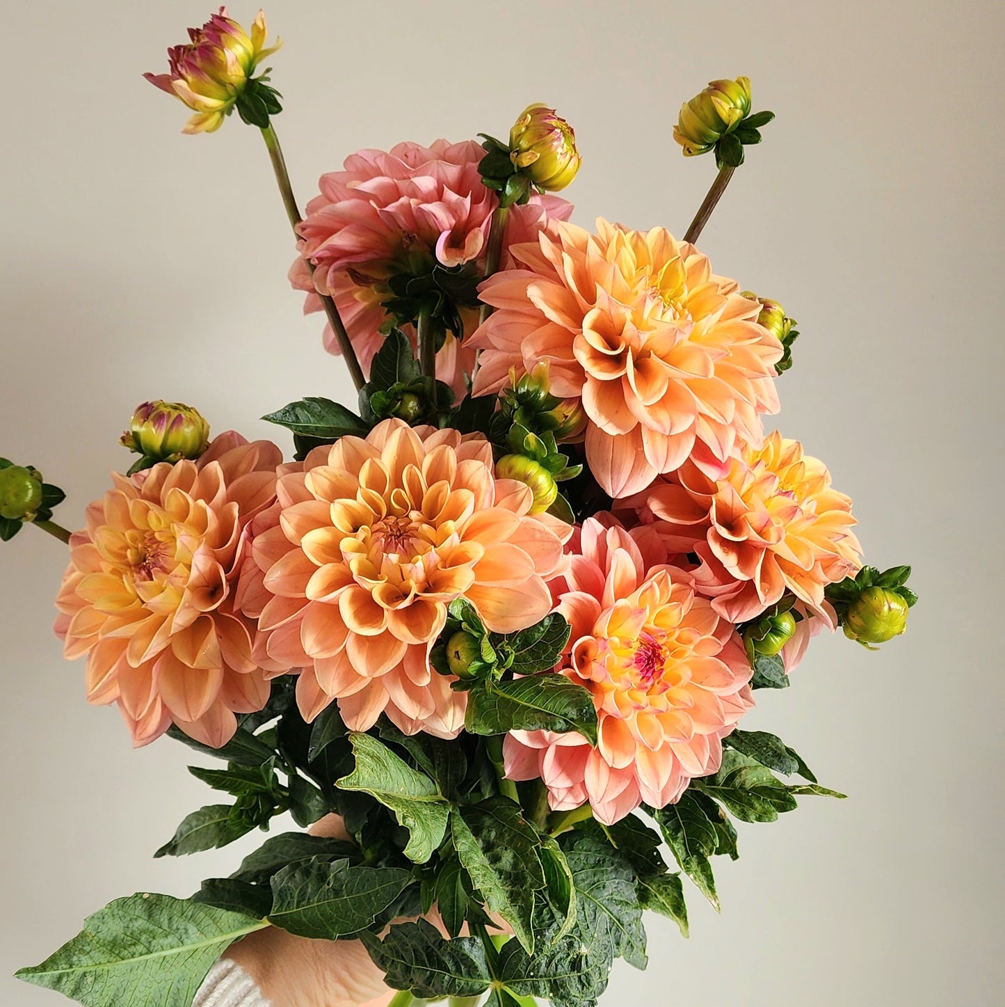Princess Elizabeth Dahlia Tuber