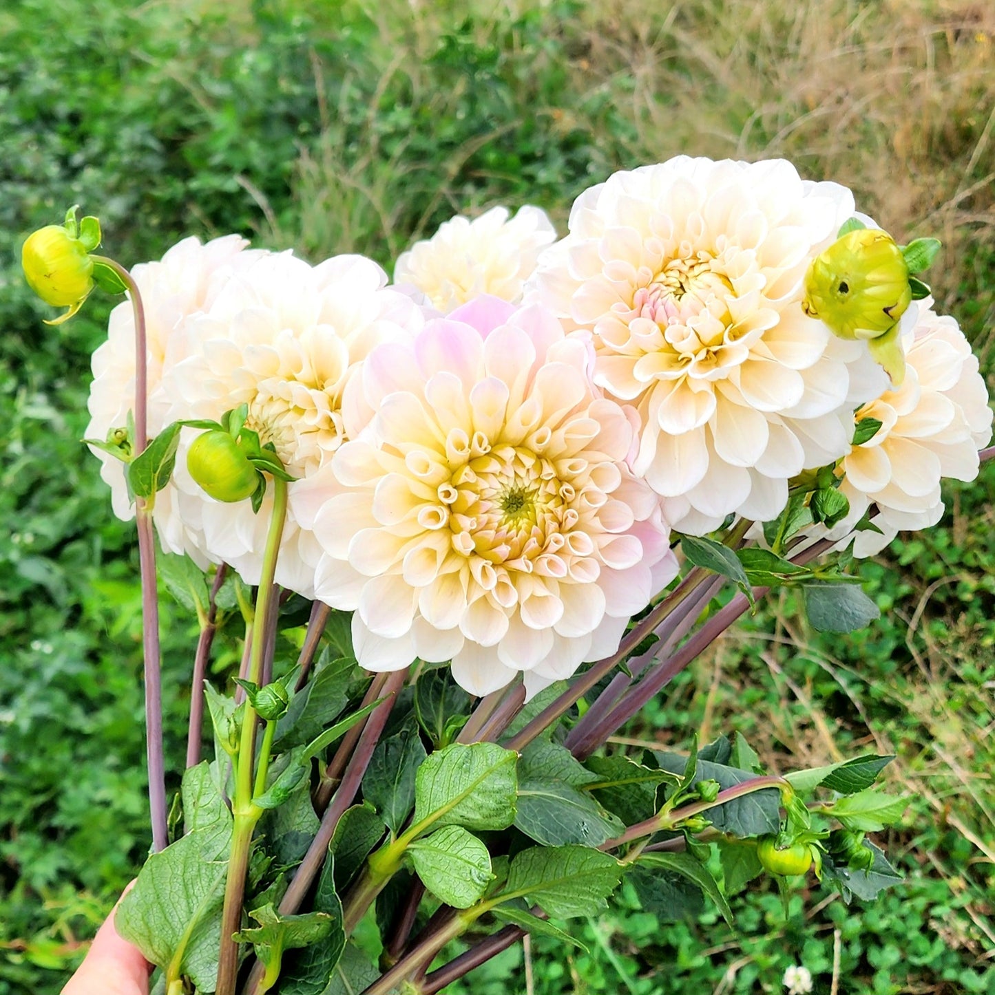 Sweet Nathalie Dahlia Tuber
