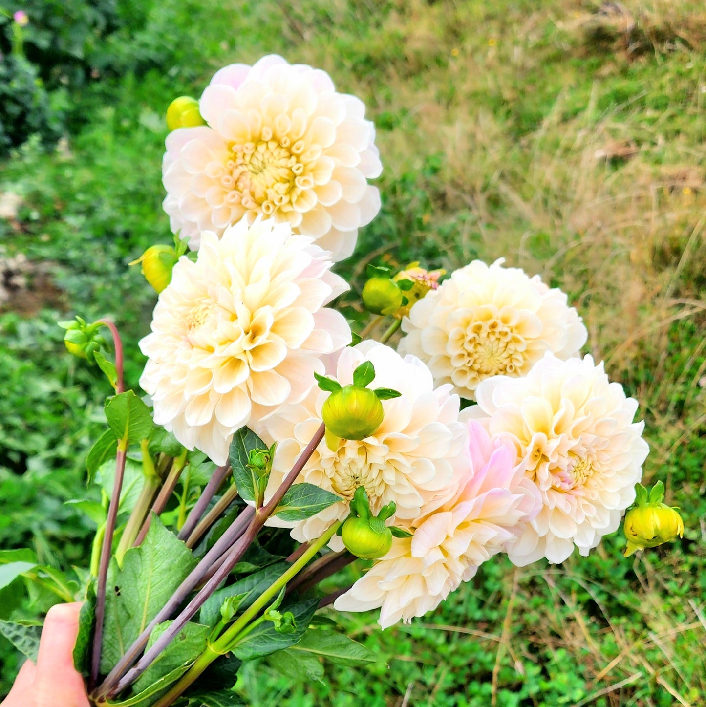 Sweet Nathalie Dahlia Tuber