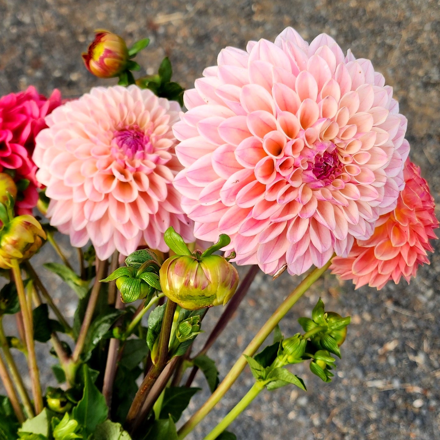 Coralie Dahlia Tuber