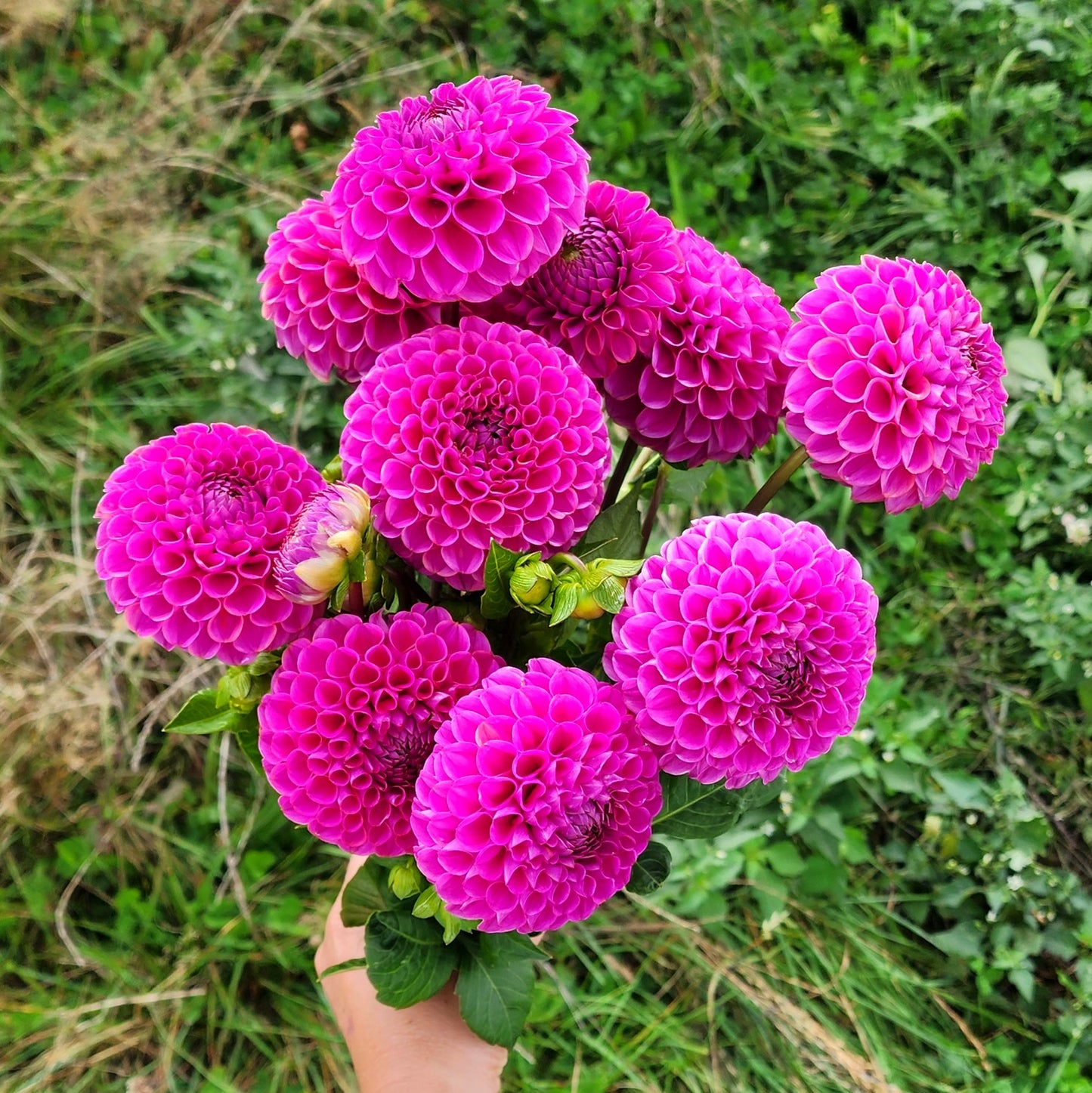 Isabel Dahlia Tuber