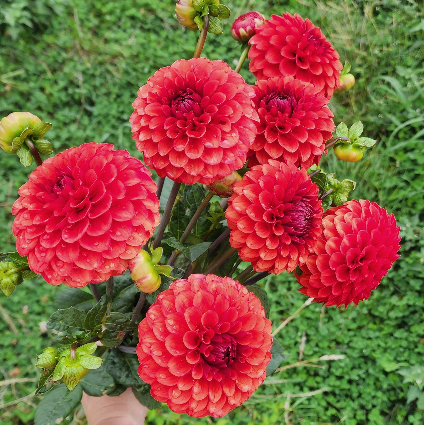 Brown Sugar Dahlia Tuber